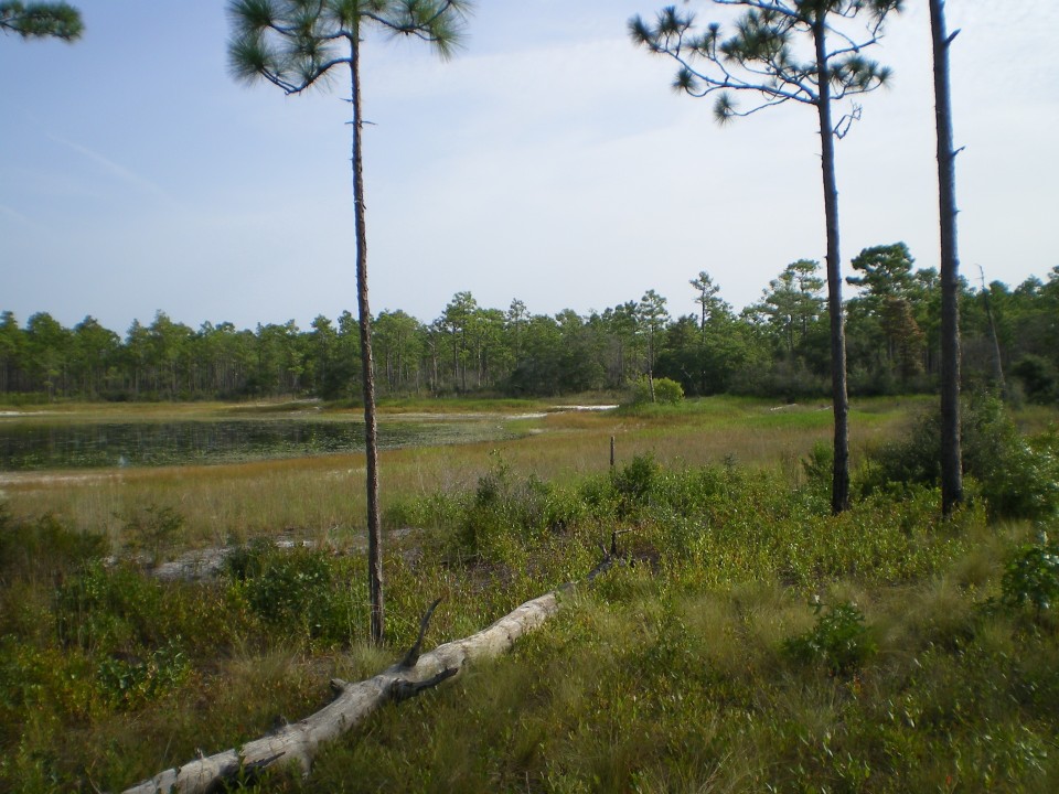 North Carolina wetlands